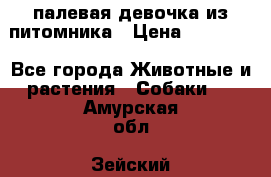 палевая девочка из питомника › Цена ­ 40 000 - Все города Животные и растения » Собаки   . Амурская обл.,Зейский р-н